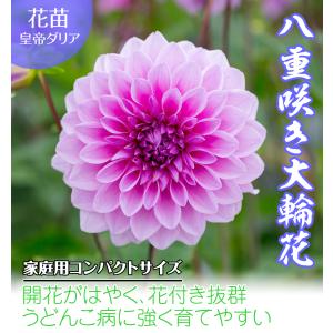 花苗 皇帝ダリア ハイブリッド ガッツァリア ...の詳細画像1