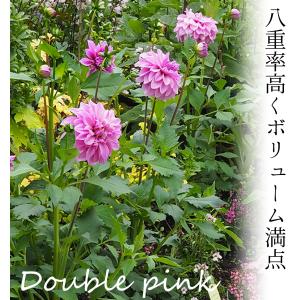 花苗 皇帝ダリア ハイブリッド ガッツァリア ...の詳細画像2