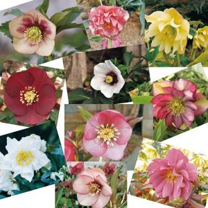花苗 お得！クリスマスローズ福袋(品種見計らい・名称付) 4株