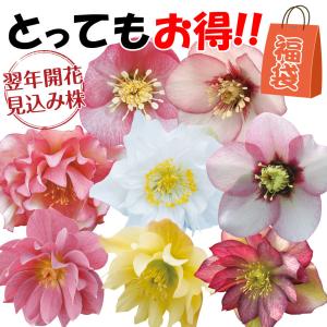 花苗 お得!クリスマスローズ福袋(品種見計らい...の詳細画像1