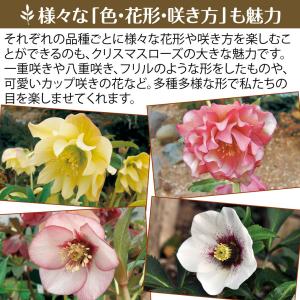 花苗 お得!クリスマスローズ福袋(品種見計らい...の詳細画像3