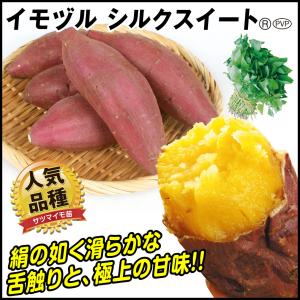 イモヅル(芋づる) シルクスイートPR(登録品種名HE306...