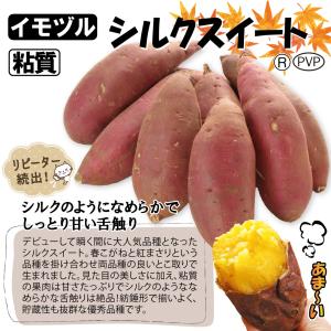 国華園 イモヅル 芋づる シルクスイート(R)...の詳細画像3