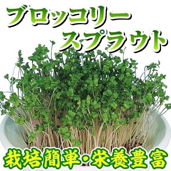 スプラウト 種 野菜たね 菜類 ブロッコリー スプラウト 1袋（50ml） やさいたね 国華園 こっ...