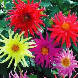 種 花たね ダリア カクタス咲混合 1袋(250mg)