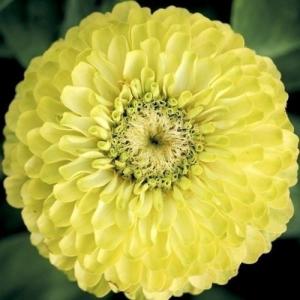 種 花たね 百日草 グリーン 1袋(1000mg)