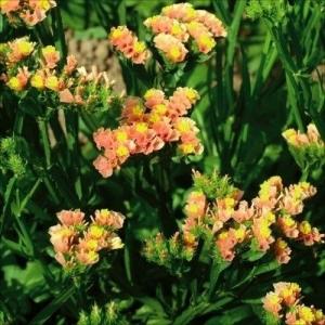 種 花たね スターチス アプリコット 1袋(10...の商品画像