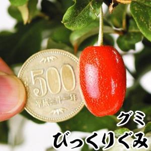 果樹苗 びっくりぐみ 1株 爆買