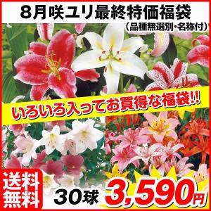 【最終処分特価】 ユリ 球根 8月咲ユリ最終特価福袋 (品種無選別・名称付) 30球 送料無料