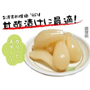 国華園 種球ラッキョウ 霧島大ラッキョウ 500gの詳細画像2