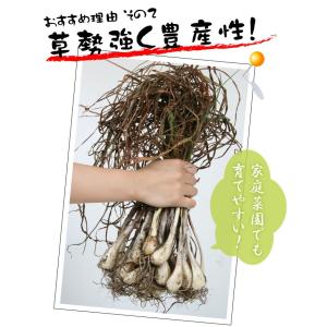 国華園 種球ラッキョウ 霧島大ラッキョウ 500gの詳細画像3