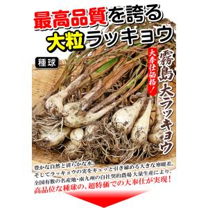 国華園 種球ラッキョウ 霧島大ラッキョウ 1kgの詳細画像1