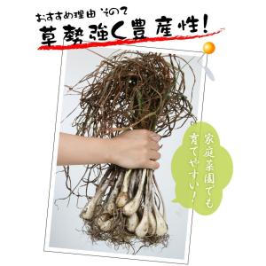 国華園 種球ラッキョウ 霧島大ラッキョウ 3kgの詳細画像3
