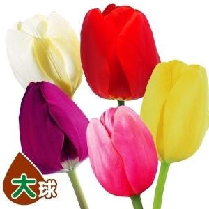 国華園 チューリップ 球根 大球 5色250球セット (各50球) チューリップの球根