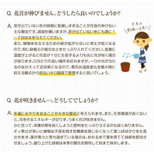 国華園 チューリップ 球根 大球 5色250球...の詳細画像5