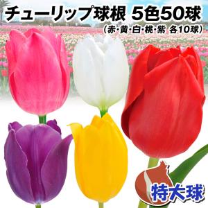 国華園 チューリップ 球根 特大球 5色50球セット (各10球) チューリップの球根
