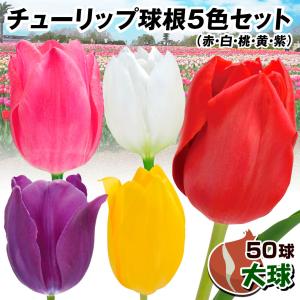 国華園 チューリップ 球根 大球 5色50球セッ...の商品画像