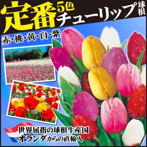 国華園 チューリップ 球根 大球 5色50球セ...の詳細画像1