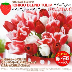 国華園 チューリップ 球根 いちごブレンド (...の詳細画像1
