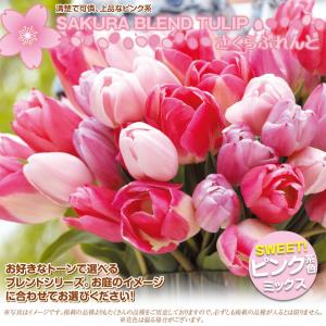 国華園 チューリップ 球根 さくらブレンド (...の詳細画像1