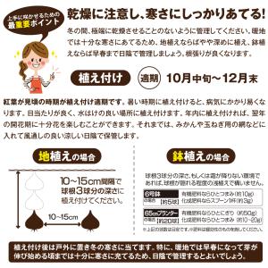 国華園 チューリップ 球根 さくらブレンド (...の詳細画像2