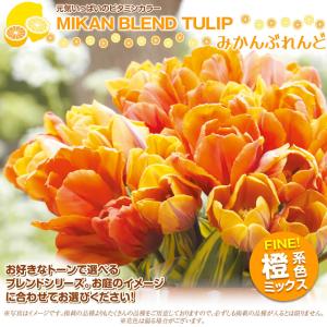 国華園 チューリップ 球根 みかんブレンド (...の詳細画像1