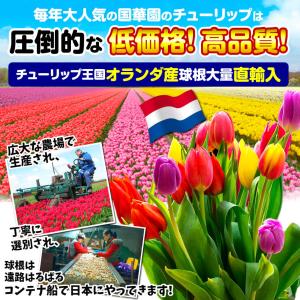 国華園 チューリップ 球根 みかんブレンド (...の詳細画像2