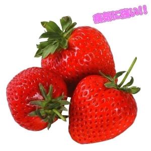ジャンボいちご！果物の苗 アイベリー・いちご苗 苺 4ポット入り