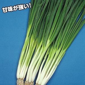 長ねぎ苗 長葱苗 ナガネギ苗 晩抽1本ネギ 家庭菜園 初心者向け 育て