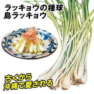 国華園 種球 島ラッキョウ 500gの詳細画像1