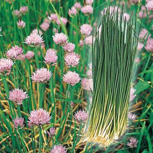 長ねぎ苗 長葱苗 ナガネギ苗 晩抽1本ネギ 家庭菜園 初心者向け 育て