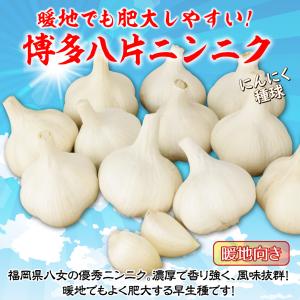 国華園 ニンニク 種球 博多八片ニンニク 種球...の詳細画像1
