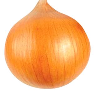 国華園 種 野菜たね タマネギ (中生)黄金丸...の詳細画像1