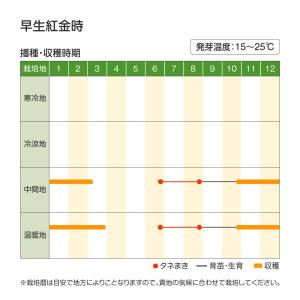 国華園 種 野菜たね ニンジン 早生紅金時 1...の詳細画像1