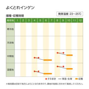 国華園 種 野菜たね マメ インゲン よくとれ...の詳細画像2