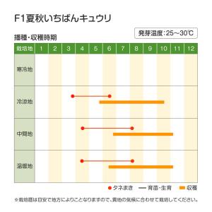 国華園 種 野菜たね 秋どり野菜 キュウリ F...の詳細画像2