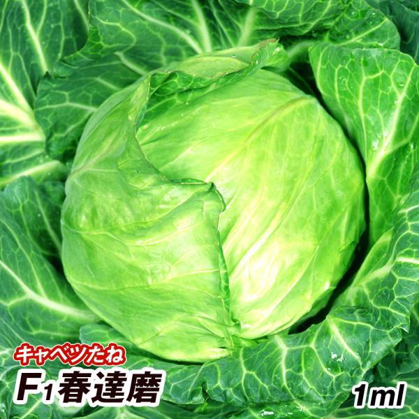 種 野菜たね キャベツ F1春達磨 1袋（1ml） 甘藍 野菜の種 国華園