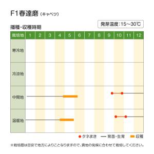 国華園 種 野菜たね キャベツ F1春達磨 1...の詳細画像2