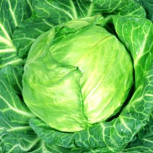 国華園 種 野菜たね キャベツ F1春達磨 1...の詳細画像1