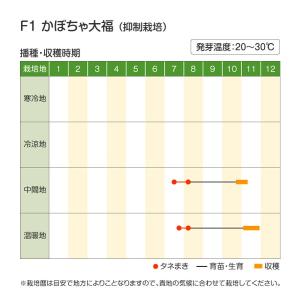 国華園 種 野菜たね 秋どり野菜 カボチャ F...の詳細画像1