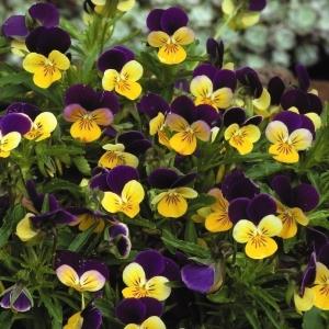 ビオラ 種  トリカラー 1袋(60mg) / ビオラの種 ビオラの花 花たね 花の種 種子 タネ 国華園