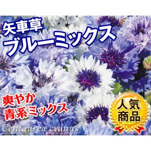 国華園 種 花たね 矢車草 ブルーミックス 1...の詳細画像1