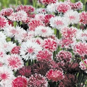 国華園 種 花たね 矢車草 ピンクミックス 1袋(400mg) / 花の種 通販 花種 はなたね ヤグルマソウ 矢車菊 ヤグルマギク
