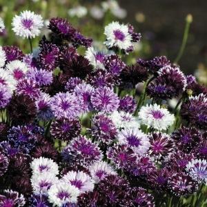 種 花たね 矢車草 クラシックミックス 1袋(500mg)