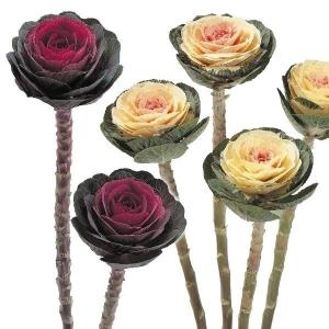 葉牡丹 種の商品一覧 通販 Yahoo ショッピング