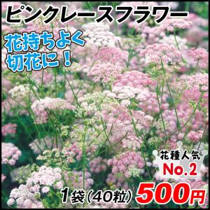 ピンピネラ 種 多年草 ピンクレースフラワー 1袋(40粒)
