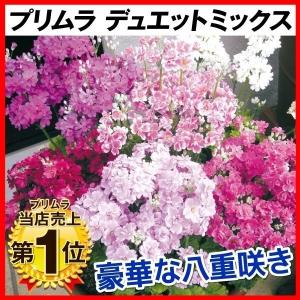 花の種 花種類 プリムラ 種 種子 花 ガーデニング 通販 Yahoo ショッピング