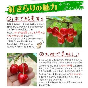 国華園 果樹苗 サクランボ 紅きらりPVP ス...の詳細画像2
