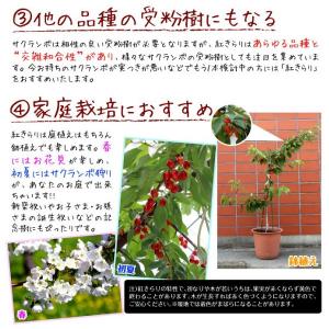 国華園 果樹苗 サクランボ 紅きらりPVP ス...の詳細画像3