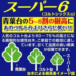 国華園 果樹苗 サクランボ 紅きらりPVP ス...の詳細画像4